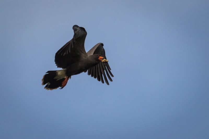f/6.3 | ISO 400 | 1/3200 | 220mm